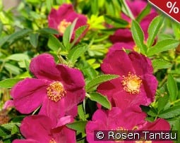 Strandperle Amrum kaufen, click for more details Strandperle Amrum