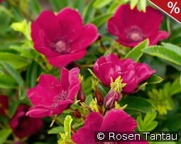 Strandperle Norderney kaufen, click for more details Strandperle Norderney