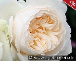 Summer Memories kaufen, click for more details Summer Memories