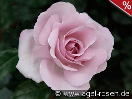Synactif by Shiseido  syn. La Rose du Petit Prince