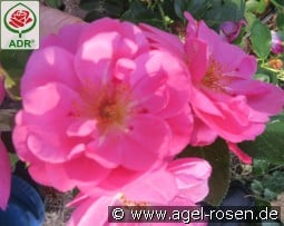 Syra kaufen, click for more details Syra