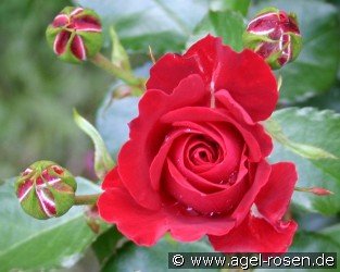 Tornella