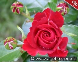 Tornella kaufen, click for more details Tornella