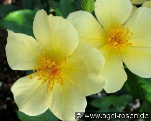 Tottering by Gently