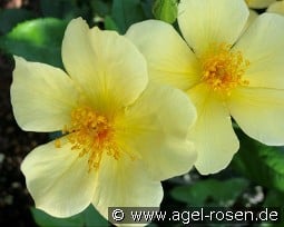 Tottering by Gently kaufen, click for more details Tottering by Gently