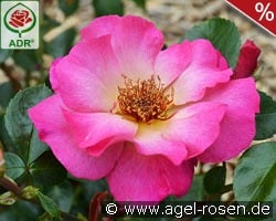 Tourmaline kaufen, click for more details Tourmaline