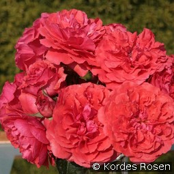 Uetersens Rosenkönigin kaufen, click for more details Uetersens Rosenkönigin