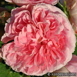 Uetersens Rosenprinzessin