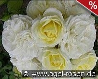 Vanilla Meidiland kaufen, click for more details Vanilla Meidiland
