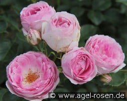 Vesalius kaufen, click for more details Vesalius