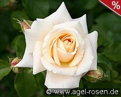 Wartburg '77 kaufen, click for more details Wartburg '77