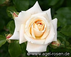 Wartburg '77 kaufen, click for more details Wartburg '77