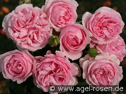 Wellenspiel kaufen, click for more details Wellenspiel