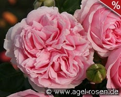 Wellenspiel kaufen, click for more details Wellenspiel