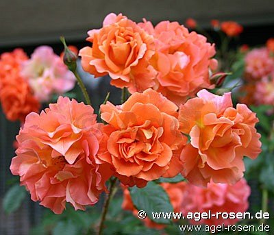 Westerland rose