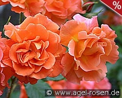 Westerland kaufen, click for more details Westerland