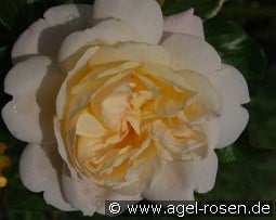 White Gold kaufen, click for more details White Gold