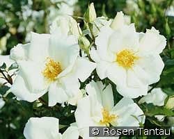 White Haze kaufen, click for more details White Haze