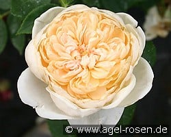 Yellow Romantica kaufen, click for more details Yellow Romantica