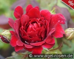 Zayed of Abu Dhabi kaufen, click for more details Zayed of Abu Dhabi