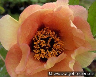 Marchioness