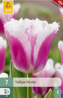 Siesta kaufen, click for more details Siesta