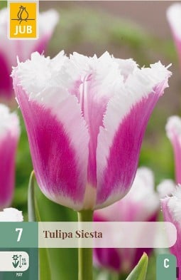 Siesta kaufen, click for more details Siesta