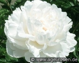 Amalia Olson kaufen, clicken für mehr Details Amalia Olson