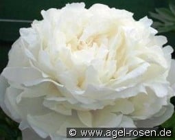 Ann Cousins kaufen, clicken für mehr Details Ann Cousins