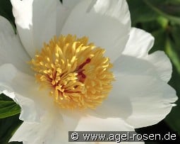 Archangel kaufen, clicken für mehr Details Archangel