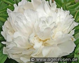 Bowl of Cream kaufen, clicken für mehr Details Bowl of Cream