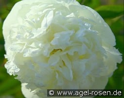 Bridal Gown kaufen, clicken für mehr Details Bridal Gown