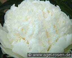 Bridal Icing kaufen, clicken für mehr Details Bridal Icing