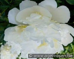 Bridal Shower kaufen, clicken für mehr Details Bridal Shower