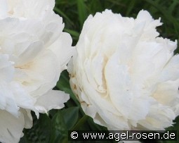 Class Act kaufen, clicken für mehr Details Class Act