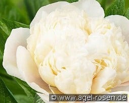 Colonel Owen Cousins kaufen, clicken für mehr Details Colonel Owen Cousins