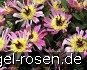 Daisy Coronet kaufen