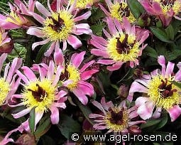 Daisy Coronet kaufen, clicken für mehr Details Daisy Coronet