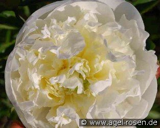 Duchesse de Nemours