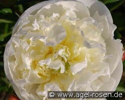 Duchesse de Nemours kaufen, clicken für mehr Details Duchesse de Nemours