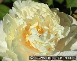 Early Canary kaufen, clicken für mehr Details Early Canary