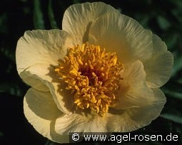 Early Glow kaufen, clicken für mehr Details Early Glow