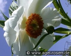 Early Windflower kaufen, clicken für mehr Details Early Windflower