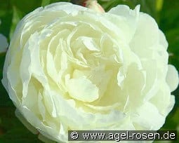 Elsa Sass kaufen, clicken für mehr Details Elsa Sass