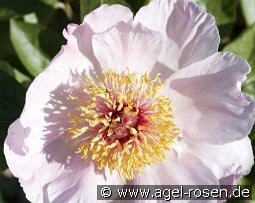 Fantasia kaufen, clicken für mehr Details Fantasia