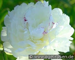 Festiva Maxima kaufen, clicken für mehr Details Festiva Maxima