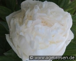 Florence Nicholls kaufen, clicken für mehr Details Florence Nicholls