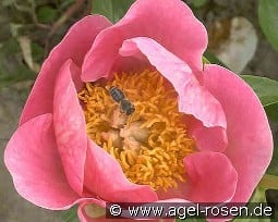 Gedenken kaufen, clicken für mehr Details Gedenken