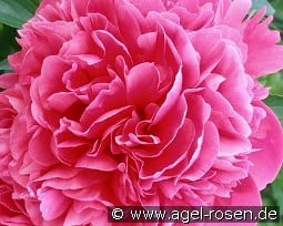 Glowing Raspberry Rose kaufen, clicken für mehr Details Glowing Raspberry Rose