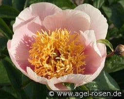 Golden Wings kaufen, clicken für mehr Details Golden Wings